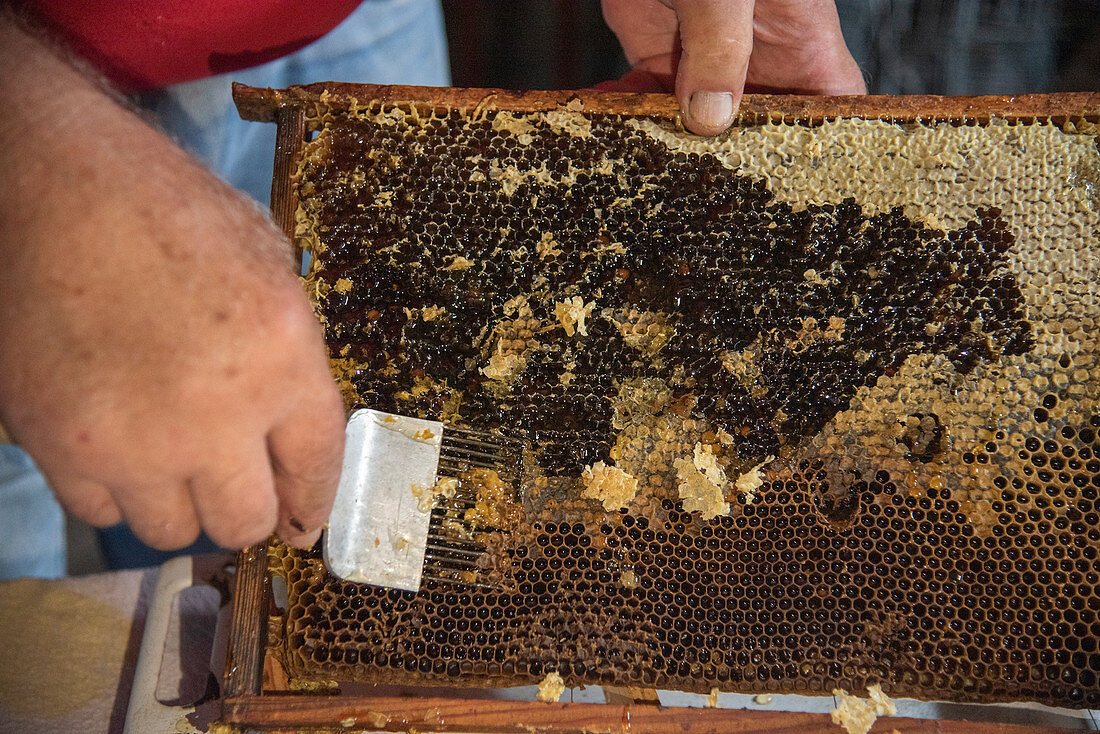 Beekeeper at work