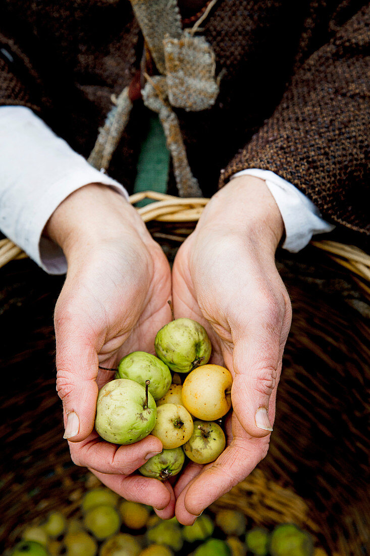 Hände halten Holzäpfel