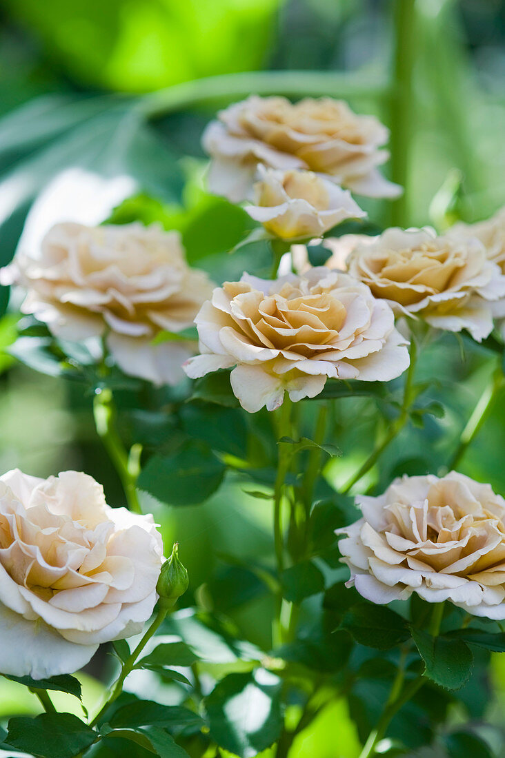 Zartgelb blühende Rosen im Garten