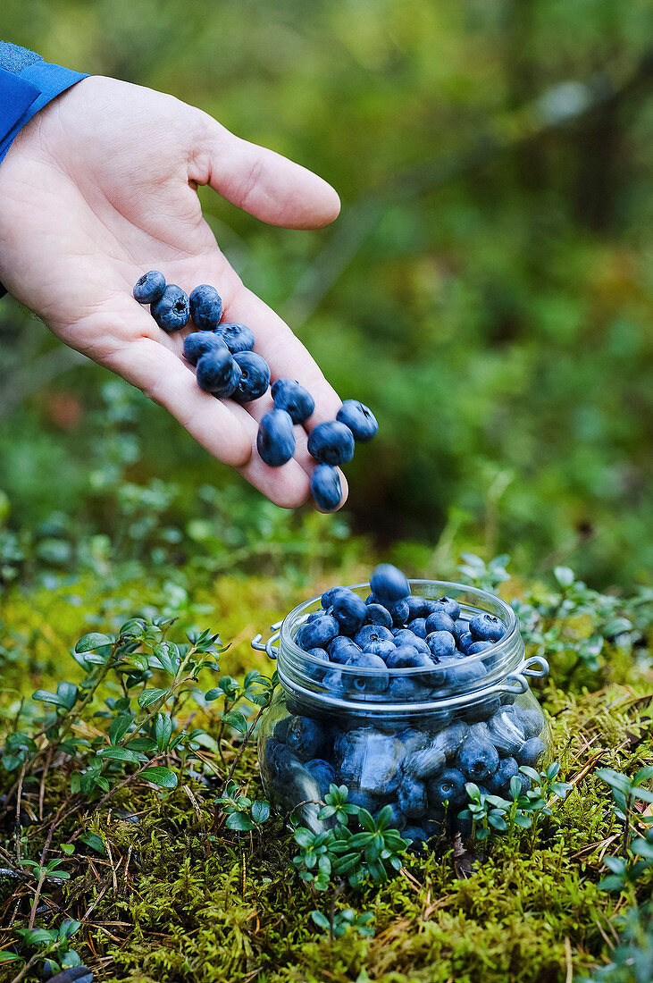 Hand hält frisch gepflückte Heidelbeeren