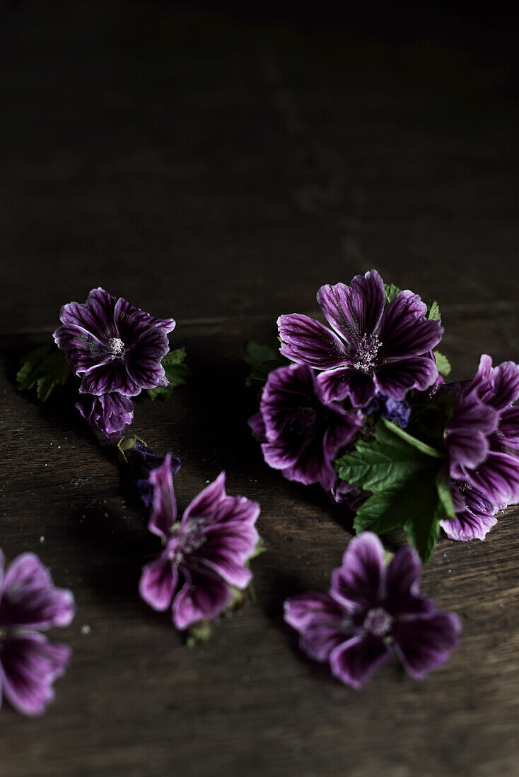 Blossoms of dark common mallow (Malva neglecta)