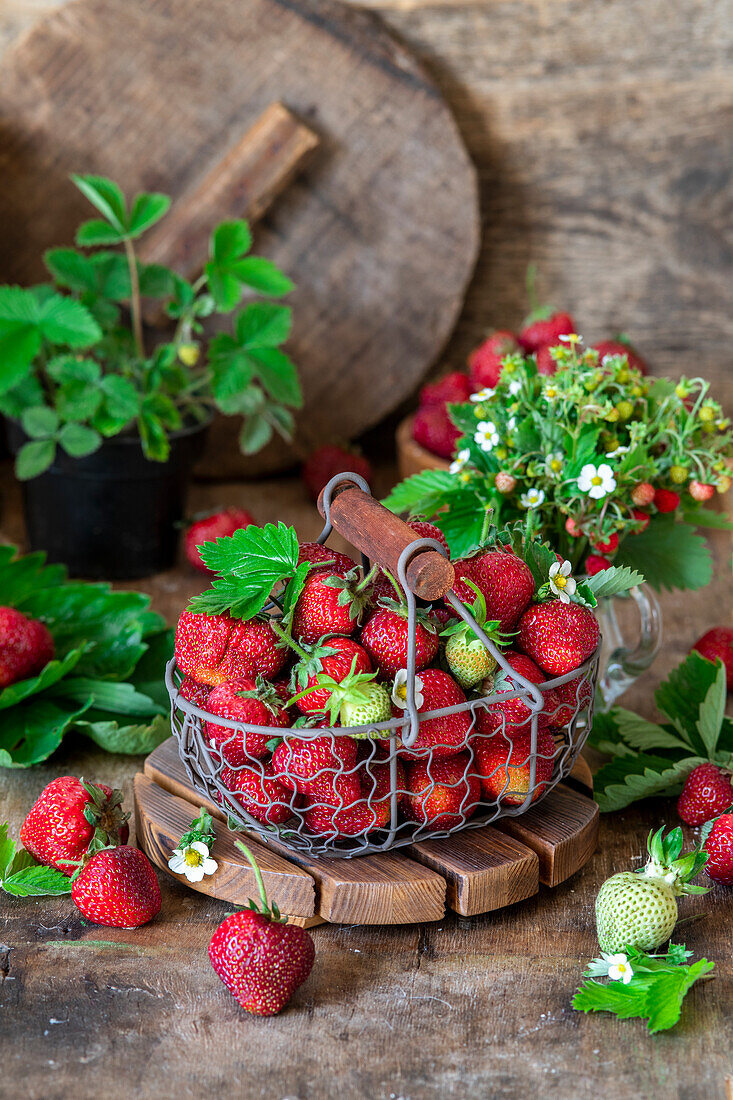 Frische Erdbeeren im Drahtkorb