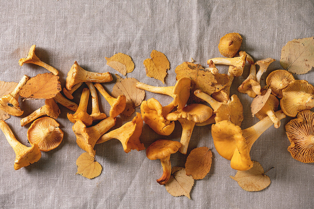 Forest chanterelle mushrooms, raw uncooked, with yellow autumn leaves