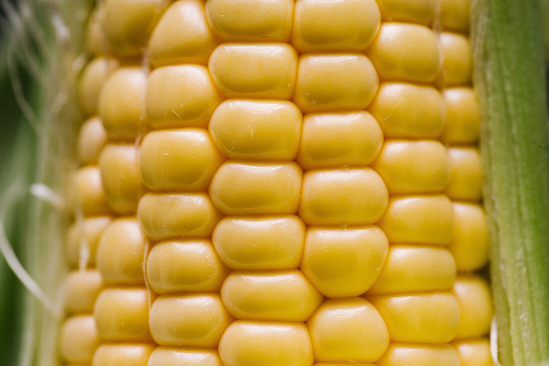 Closeup textured background of yellow kernels of ripe sweet corn