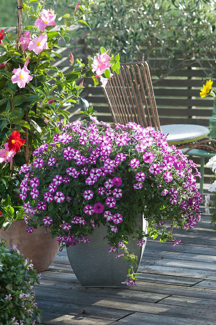 Petunia 'Raspberry Star' in a zinc pot