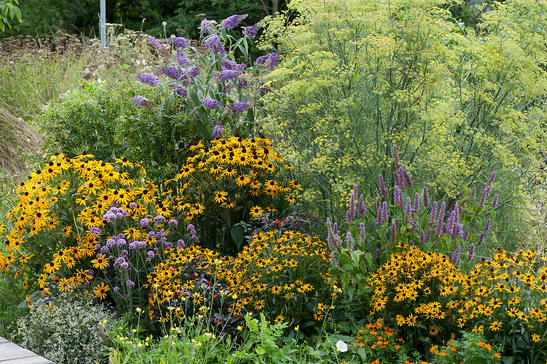 Yellow-violet bed with 'Goldsturm' black-eyed Susans, Buddleja BUZZ Buzz 'Violet', scented nettle, verbena, and fennel