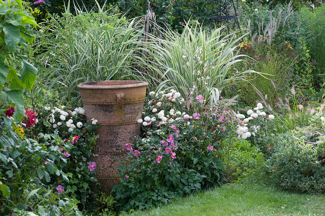 Late summer bed with autumn anemone, chrysanthemums and giant cane, large terracotta vase for decoration