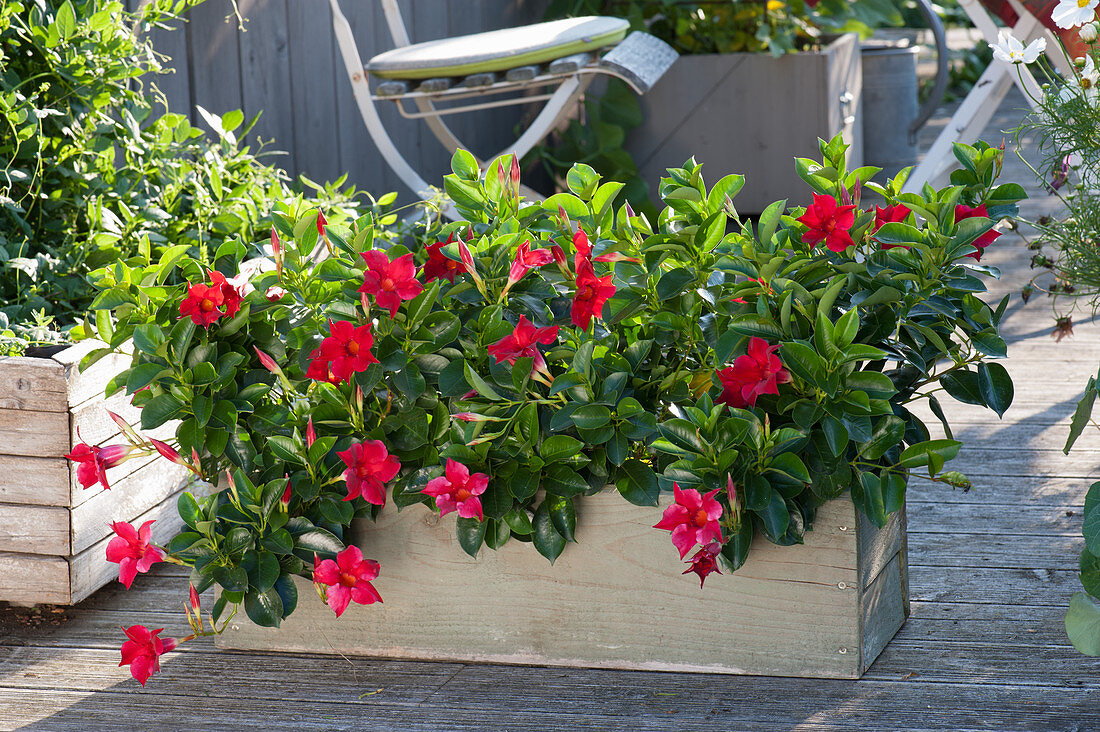 Wooden box with Rocktrumpet 'Rio Red'