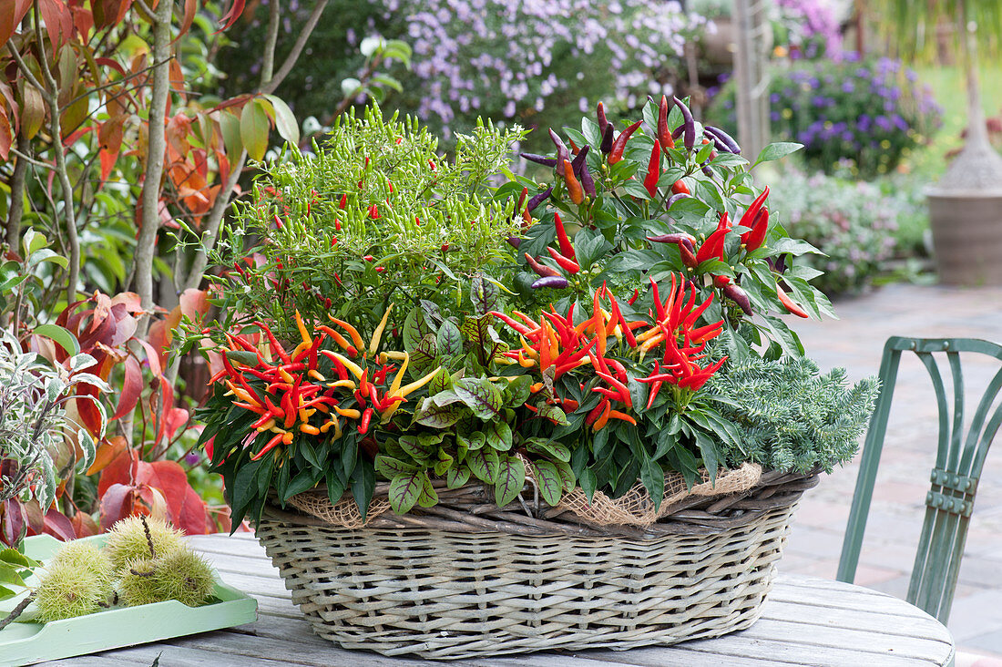 Basket with chili plants, Redvein dock, and Jenny's stonecrop