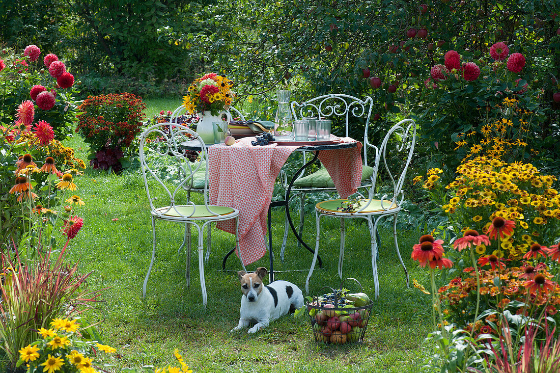 Seating group in the garden between beds with dahlias, echinacea, Helenium, and coneflowers basket with apples and grapes, Zula the dog