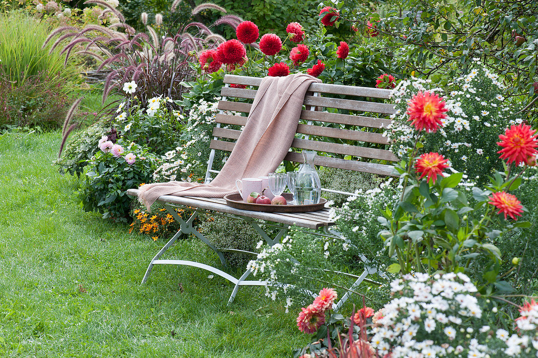 Bench by the bed with dahlias, asters, and feather bristle grass