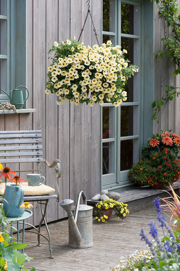 Hanging basket with Petunia Beautical 'French Vanilla'