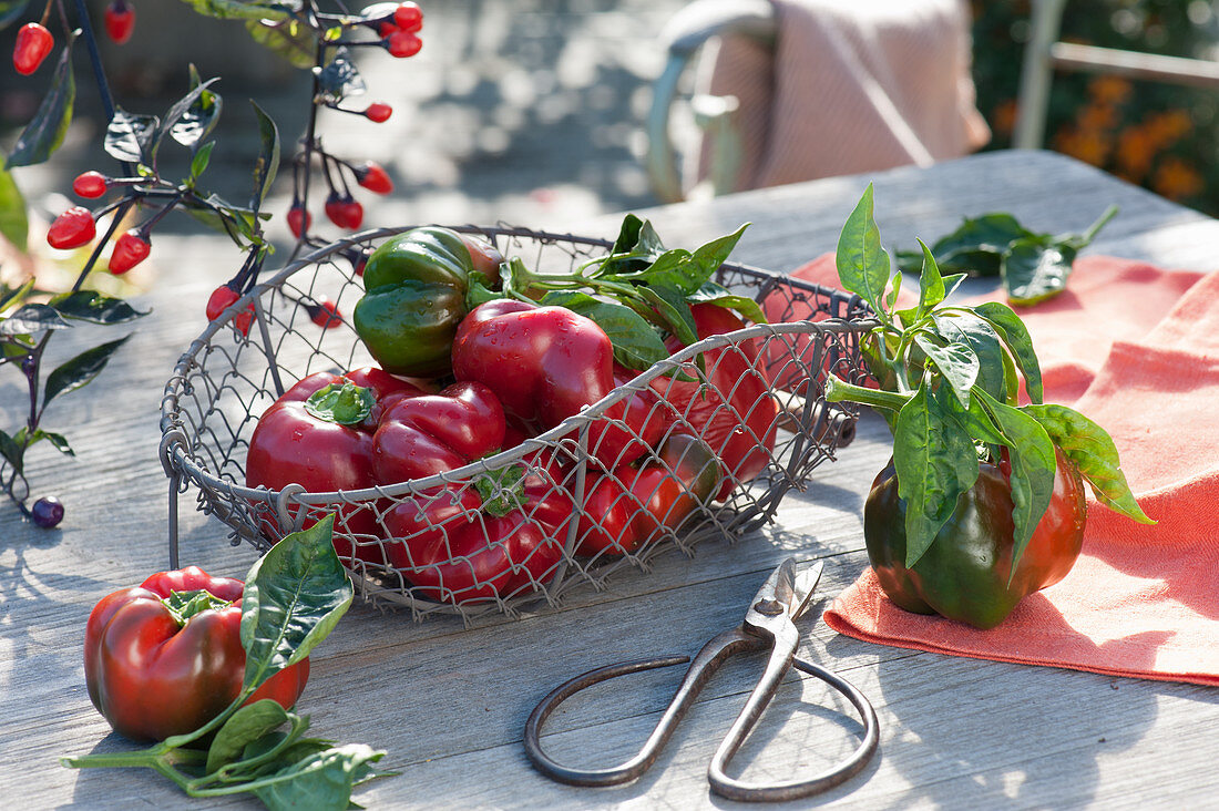 Freshly harvested peppers in a wire basket