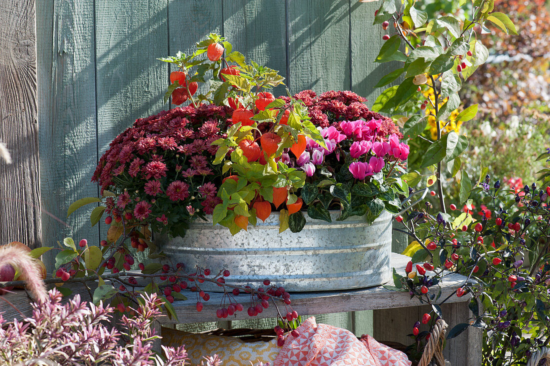 Autumn chrysanthemums, lantern flowers, and cyclamen in a zinc planter