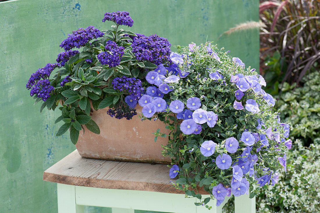 Vanilla flower and blue Mauritius in a clay box