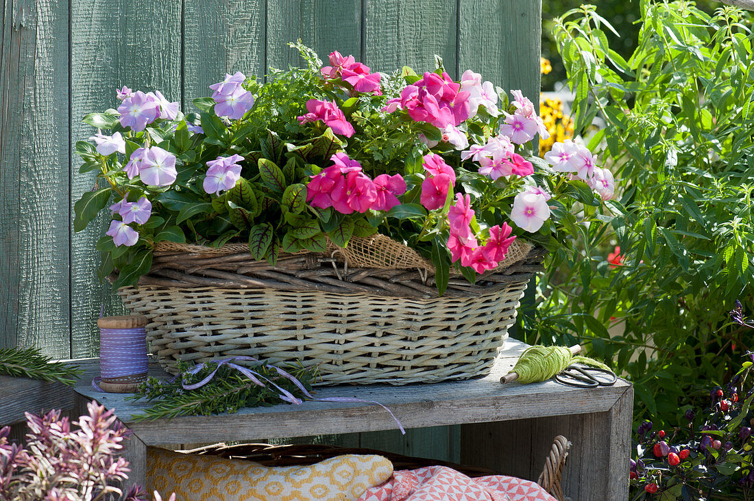 Madagascar periwinkle 'Lavender Blue Halo' 'Pink' 'White' and Redvein dock in basket box