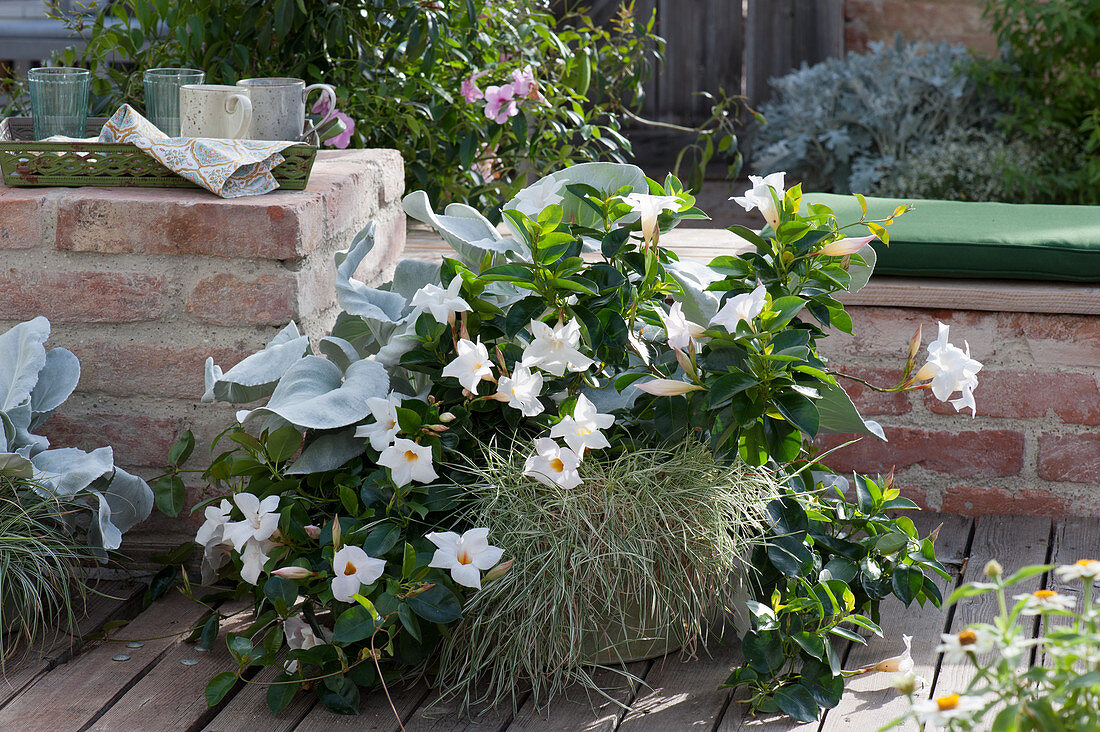 Gray-white combination with Mandevilla 'Rio White', ragwort 'Angel Wings' and Yorkshire fog