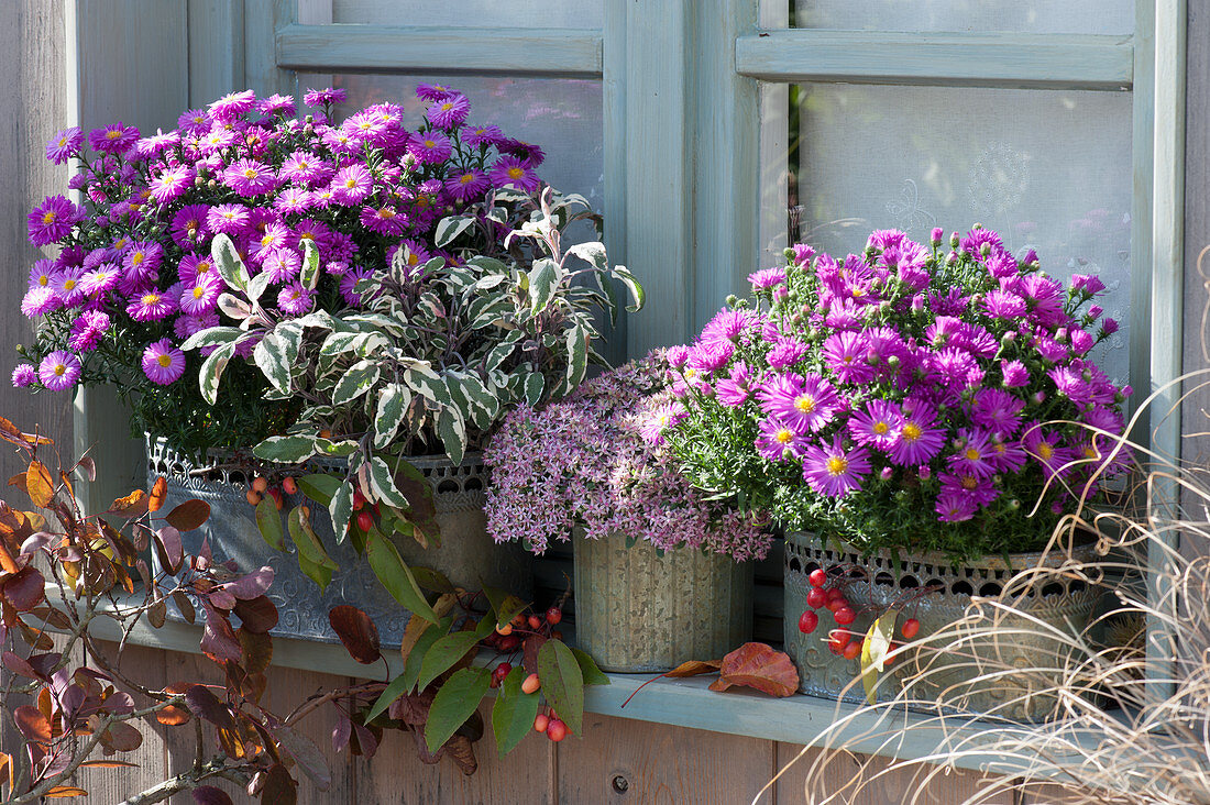 Zinc planter with autumn asters, noble sage, and sedum plant on a windowsill