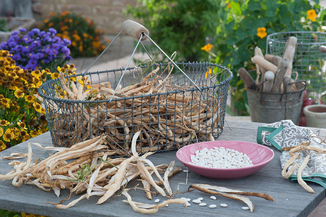 Wire basket with dried beans to pick, bowl with bean seeds