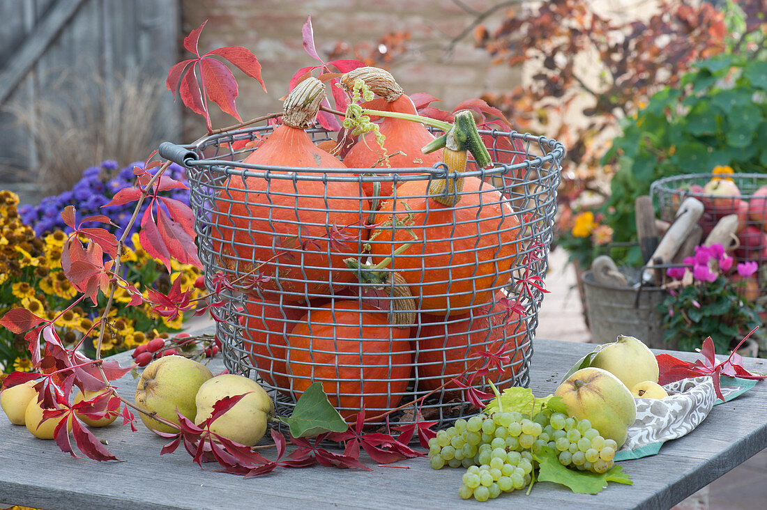 Wire basket with Hokkaido pumpkins, quinces and grapes on the patio table