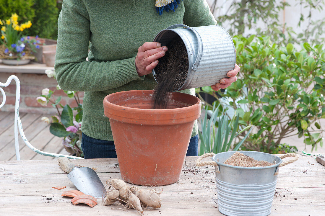 Plant the Mignon Dahlia 'Sneezy' in a clay pot, pour soil into the pot