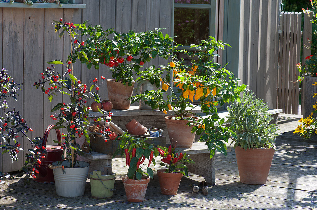 Arrangement with chilli 'Red Scotch Bonnet' 'Frontera Sweet' 'Bolivian Rainbow', snack peppers and sage