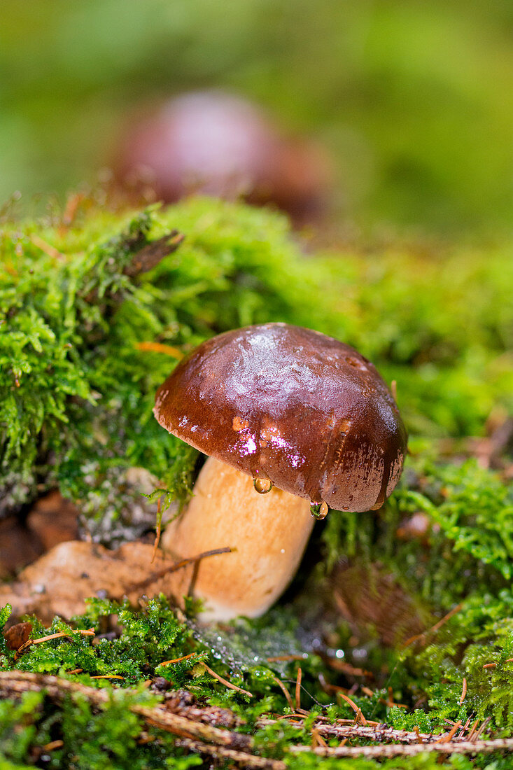 Frische Steinpilze im Wald