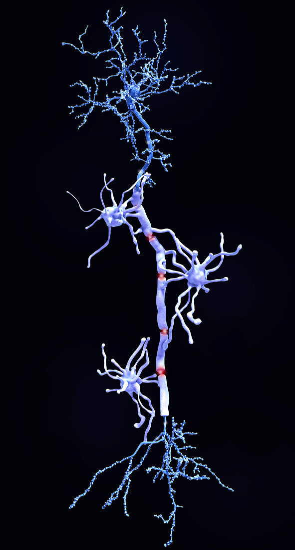 Pyramidal neurons and myelin sheaths, illustration