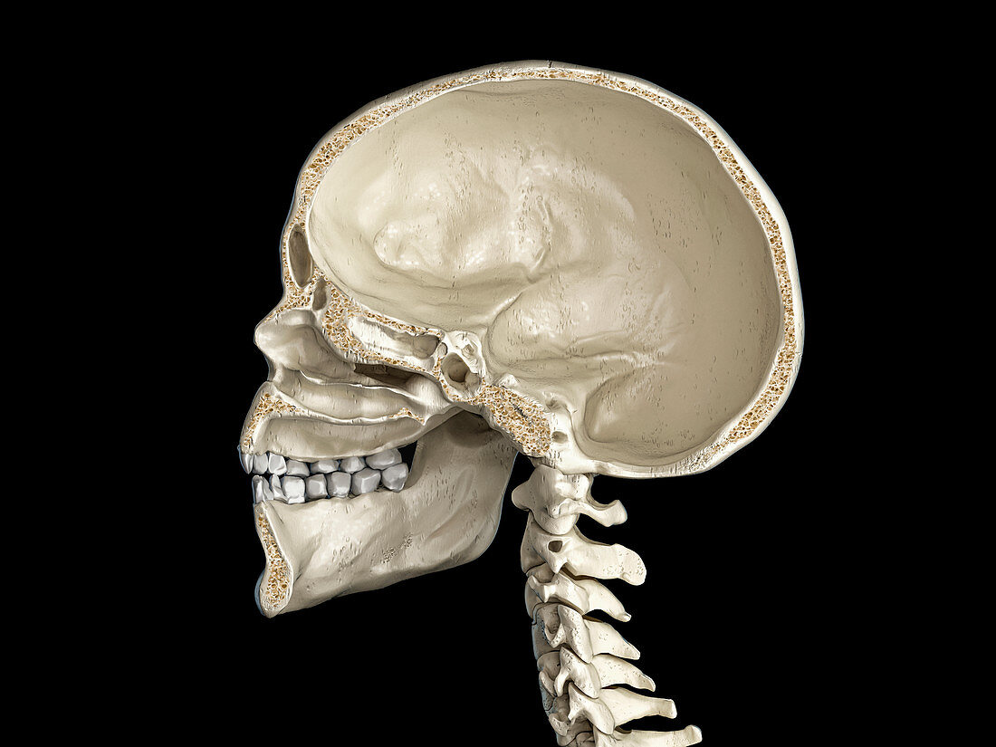 Human skull cross-section, illustration