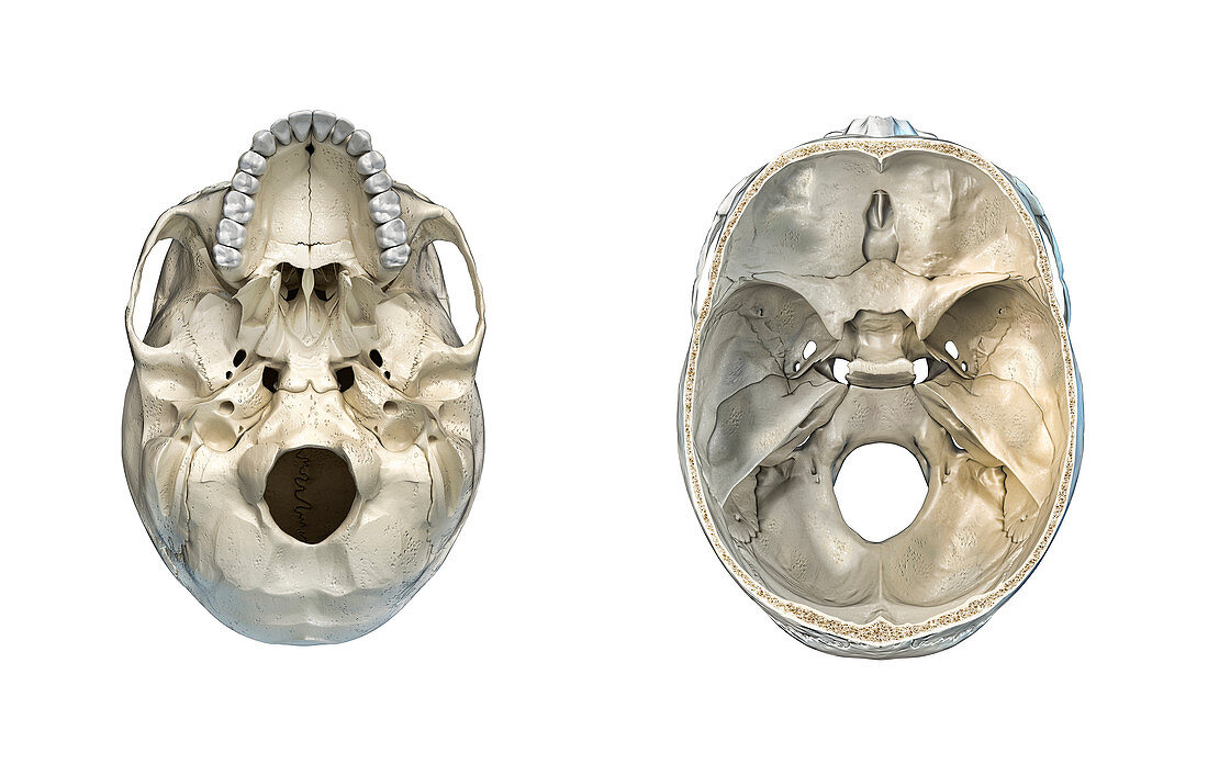 Human skull cross-sections, illustration
