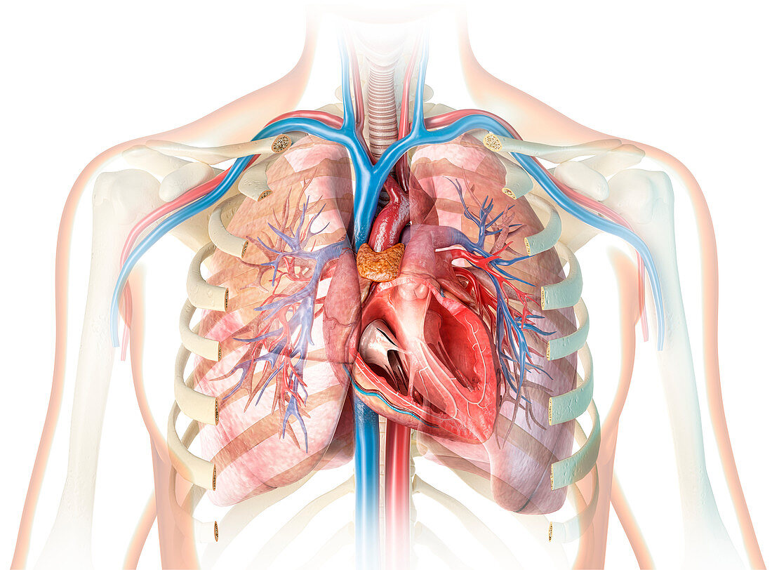 Human heart cross-section, illustration