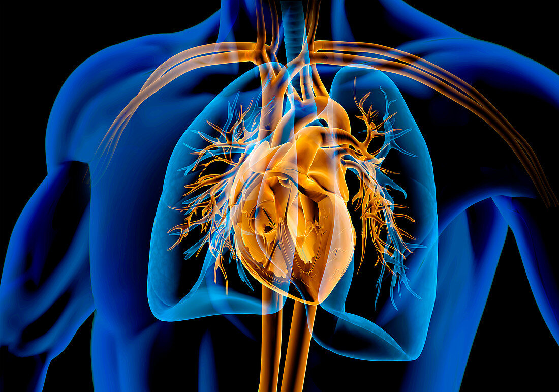 Human chest anatomy, illustration