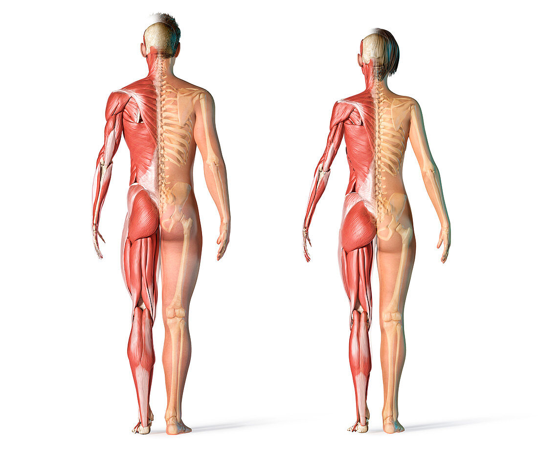 Male and female muscular and skeletal systems, illustration