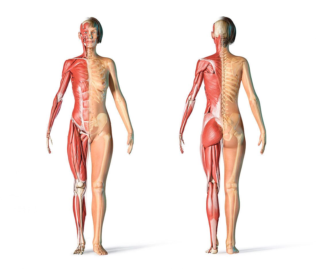 Female skeletal and muscular systems, illustration