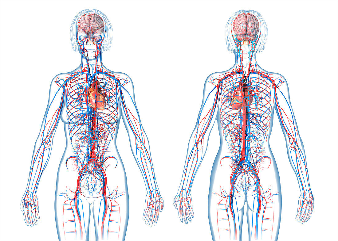 Female cardiovascular system, illustration