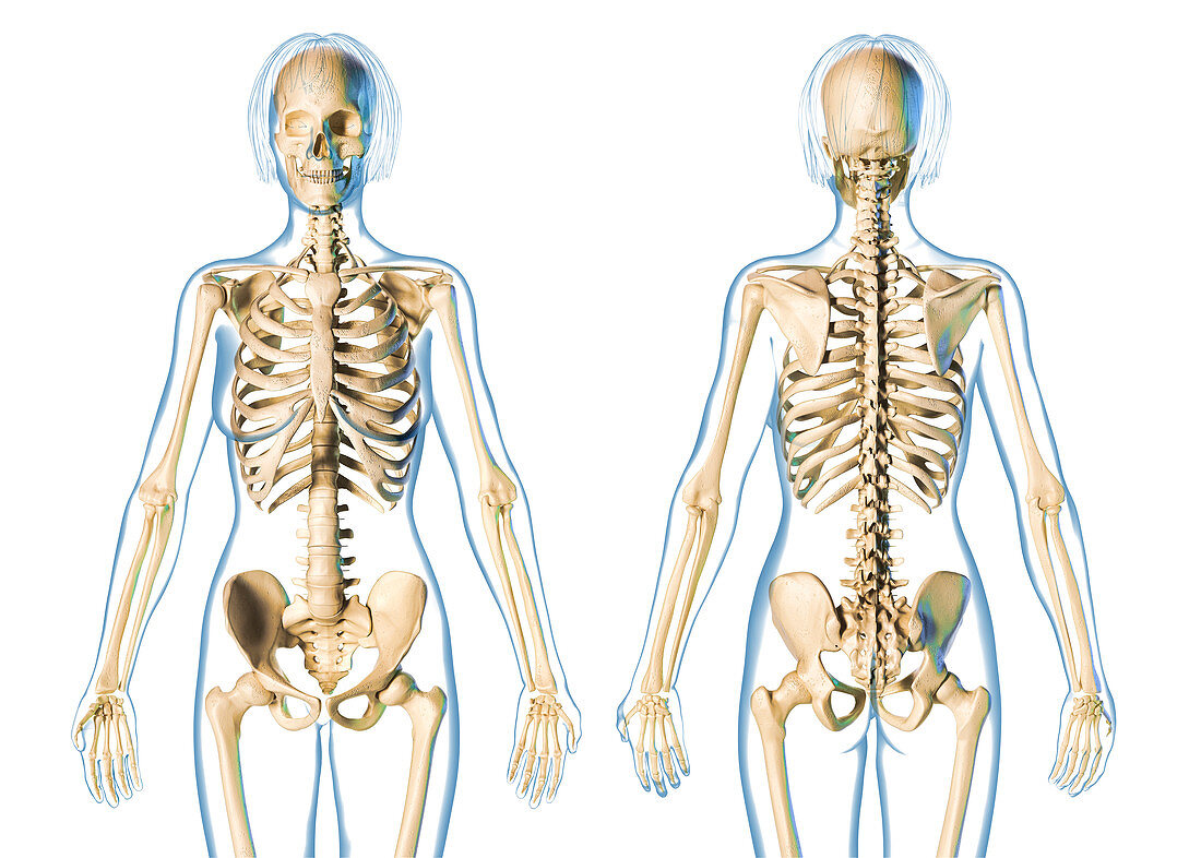 Female skeleton, illustration