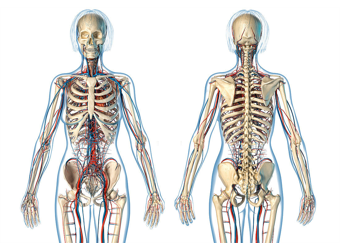 Female cardiovascular and skeletal systems, illustration