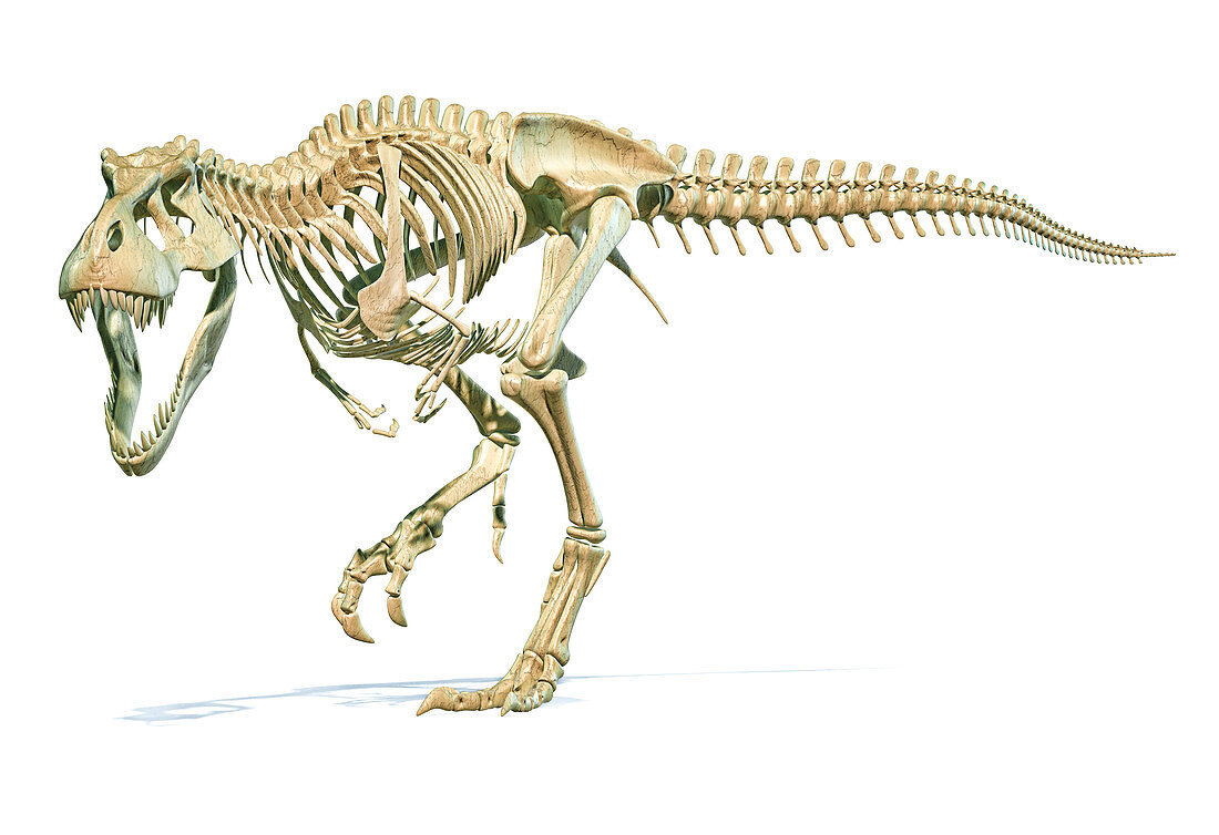 Tyrannosaurus Rex dinosaur, illustration