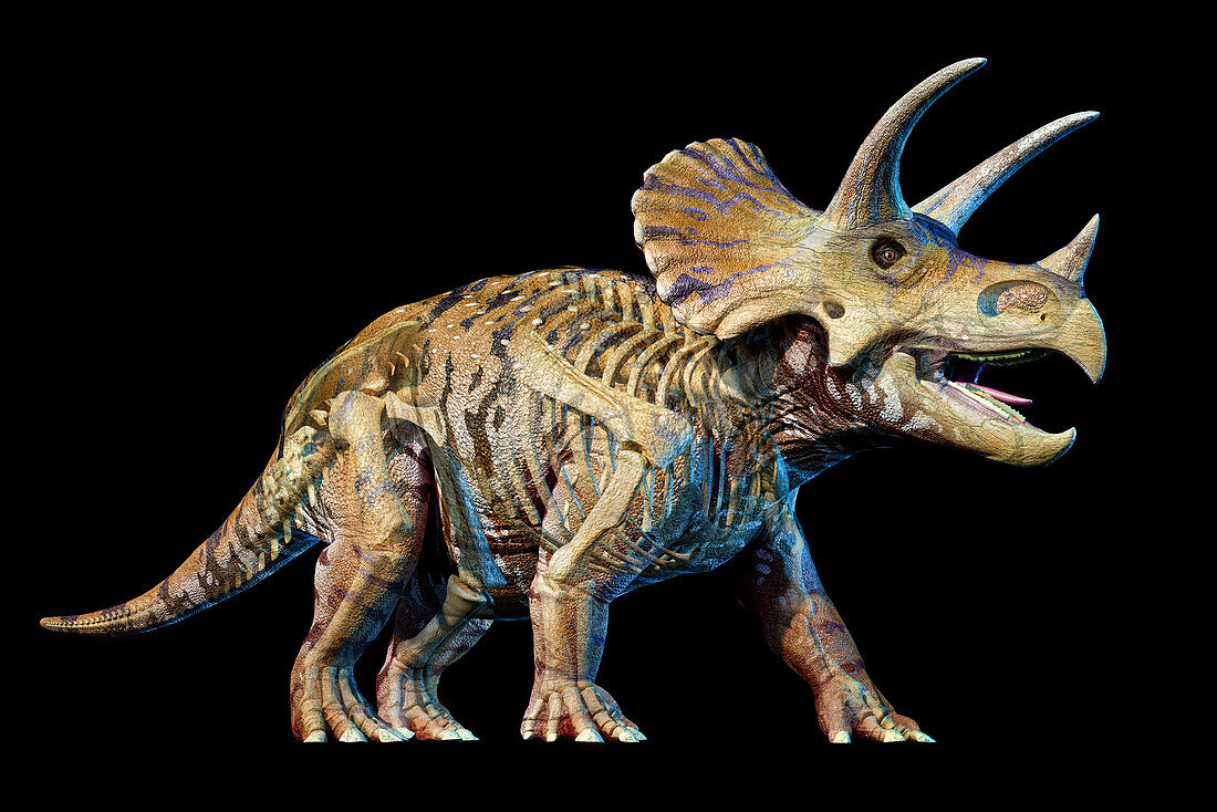 Triceratops with skeleton 3d rendering on black background