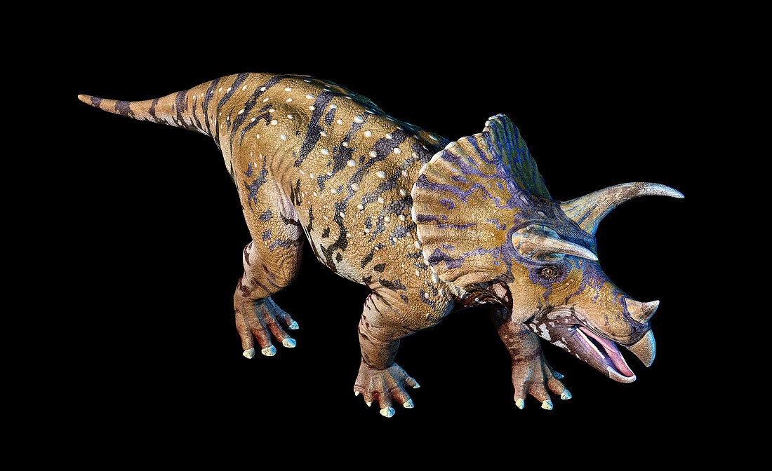 Triceratops dinosaur, illustration