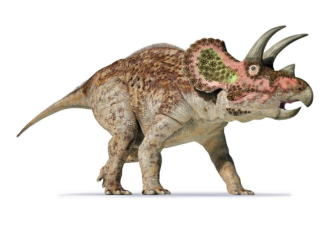 Triceratops dinosaur, illustration