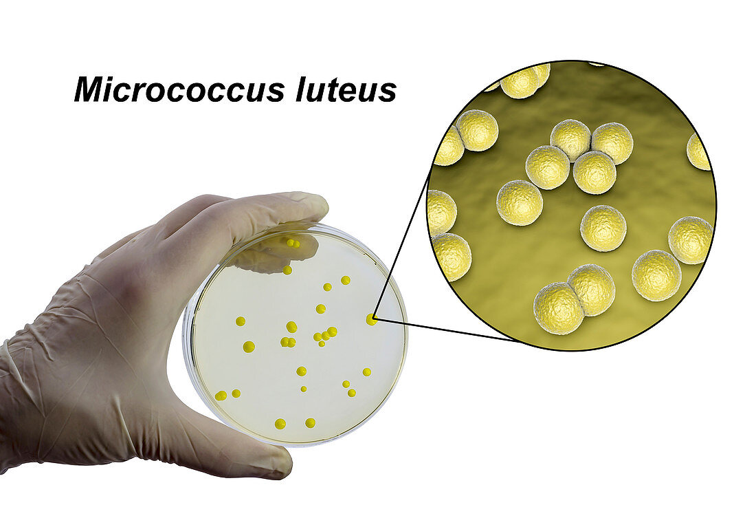 Micrococcus luteus bacteria, composite image