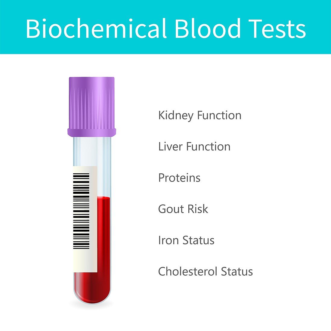 Biochemical blood tests, illustration