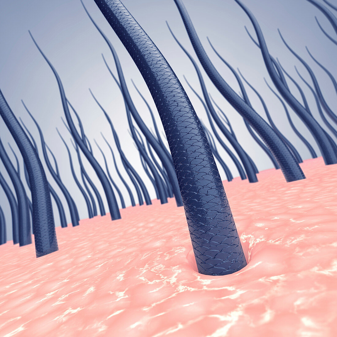 Human hair, illustration