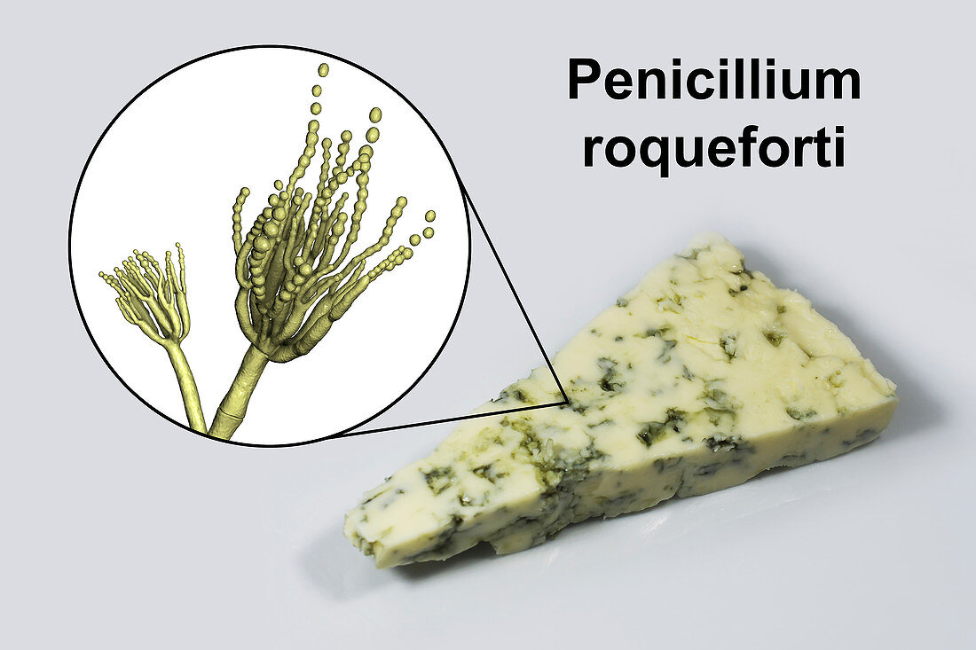 Penicillium fungus and Roquefort cheese, composite image
