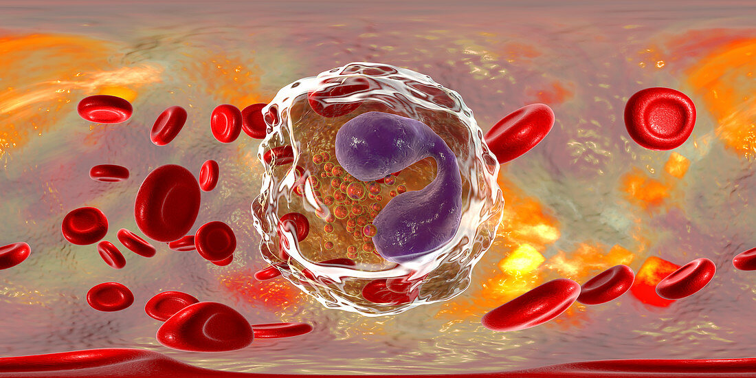 Eosinophil white blood cell, illustration