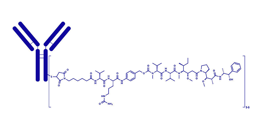 Brentuximab vedotin antibody-drug conjugate, molecular model