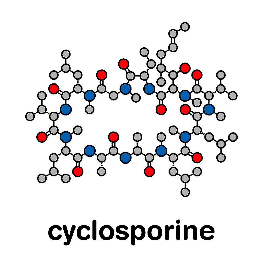 Cyclosporine immunosuppressant drug, molecular model