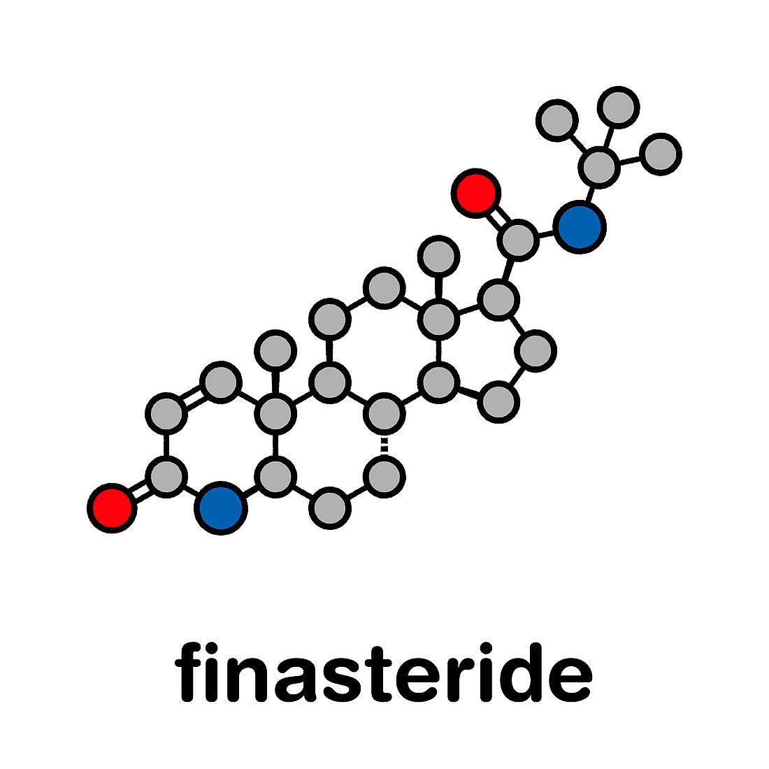 Finasteride male pattern baldness drug, molecular model