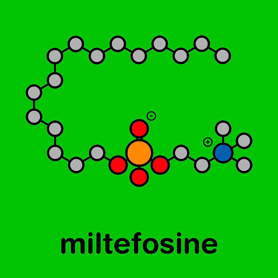 Miltefosine leishmaniasis drug, molecular model
